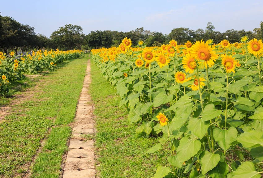 Sunflower Plant 2